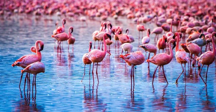 Nairobi National Park